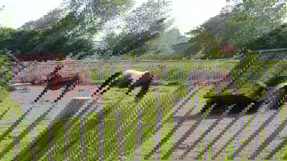 Camping Ferme Hay Day Campingspotter.nl