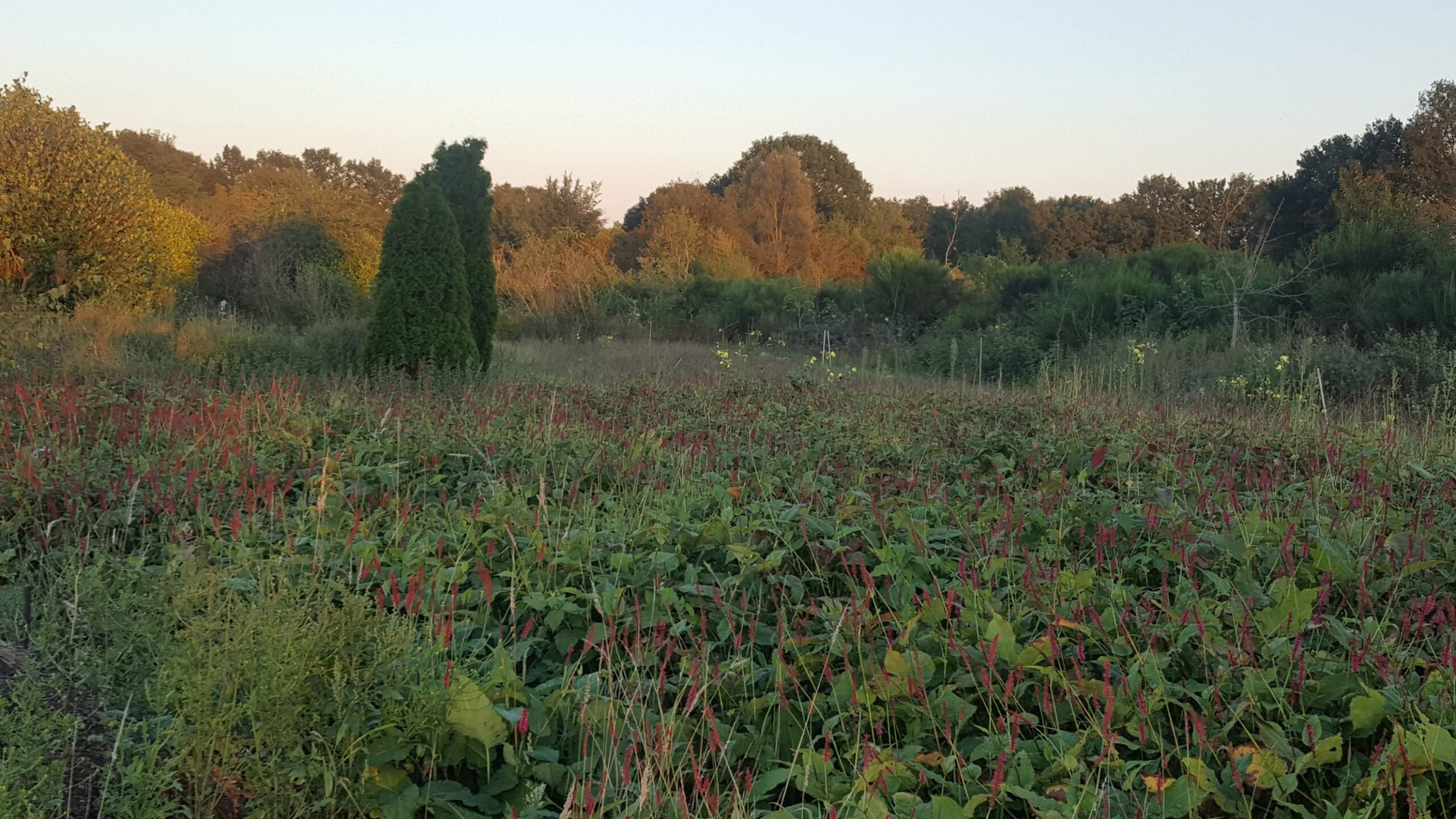 Photo 44