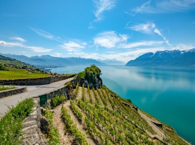 Lavaux Vineyard, a UNESCO World Heritage site. View on the terrasses and Lake Geneva (Lac Leman) in Switzerland