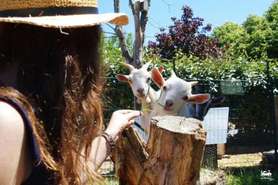 Camping La Ferme de Lann Hoëdic - photo 6