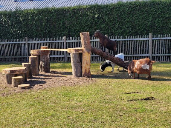 EuroParcs De Wije Werelt - photo 10