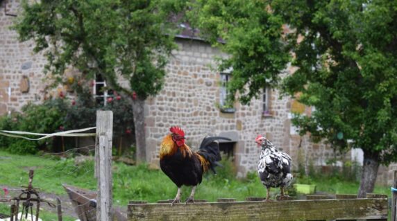 La Ferme De Ronfil - photo 6