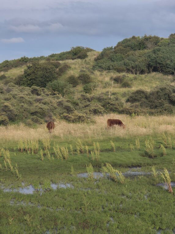 Strandcamping Zuidduinen - photo 12