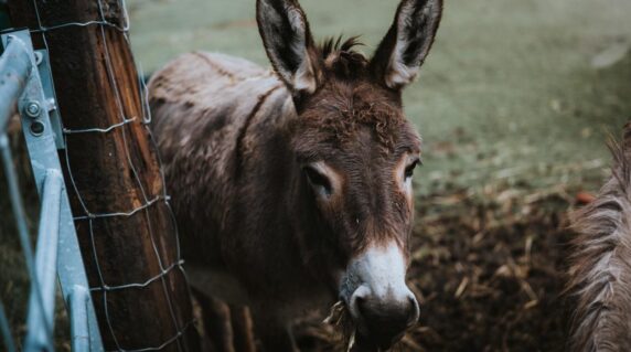 Hoeve Brugge Collection - photo 4