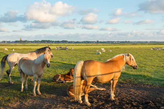 Boerderij Ameland - photo 14