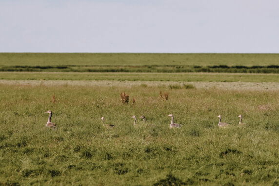 Boerderij Ameland - photo 16