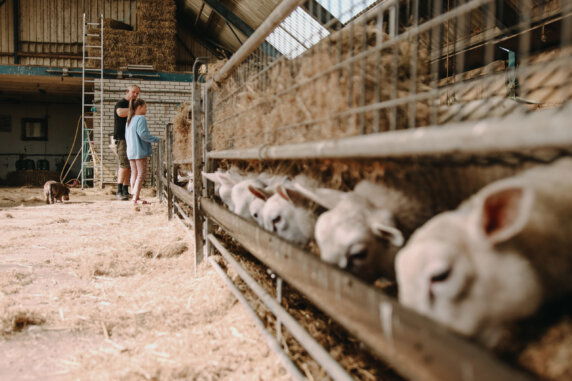 Boerderij Ameland - photo 6
