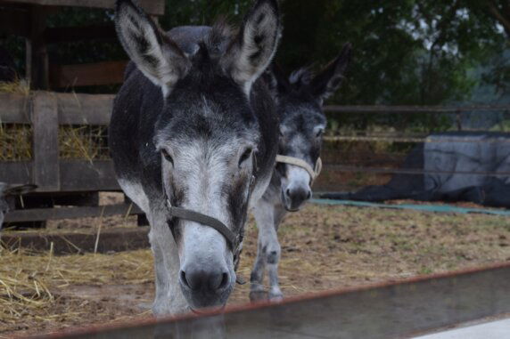 BoerenBed Het Boshuis - photo 8