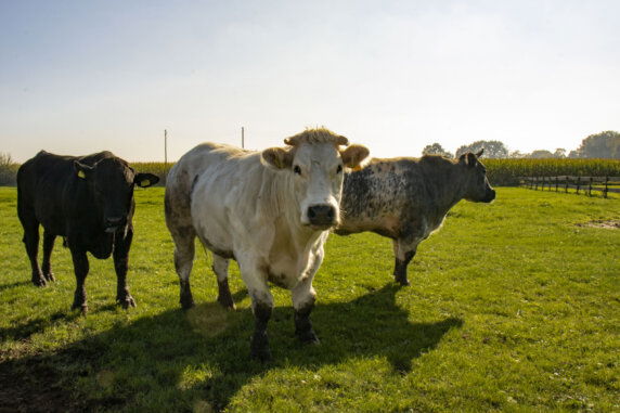 BoerenBed De Brabantse Hei - photo 13