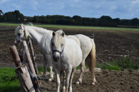 BoerenBed Hoeve Zeeland - photo 11