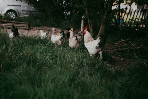 BoerenBed Hoeve Zeeland - photo 15