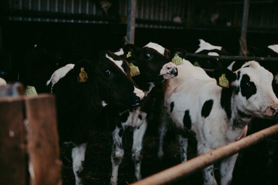 BoerenBed Hoeve Zeeland - photo 14