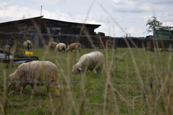 Boerenbed Hoeve den Overdraght - photo 13