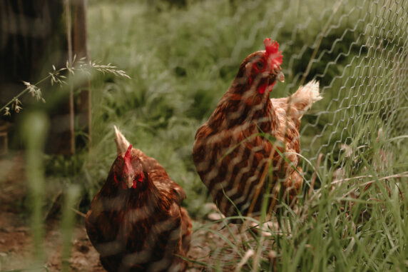 Boerenbed Ferme de Rochefort en Ardenne - photo 6