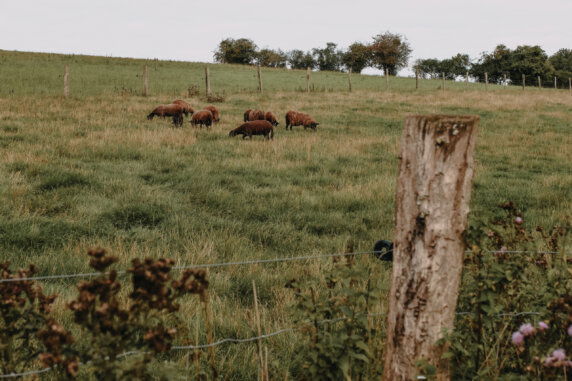 Boerenbed Ferme de Rochefort en Ardenne - photo 7