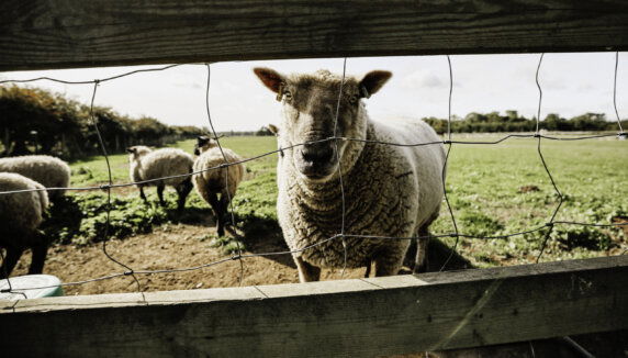 Boerenbed College Farm - photo 4