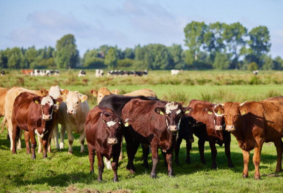 Boerenbed College Farm - photo 8
