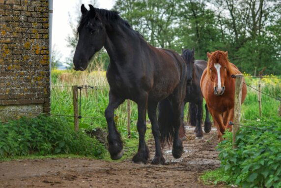 Stadsboerderij De Sibbe - photo 7