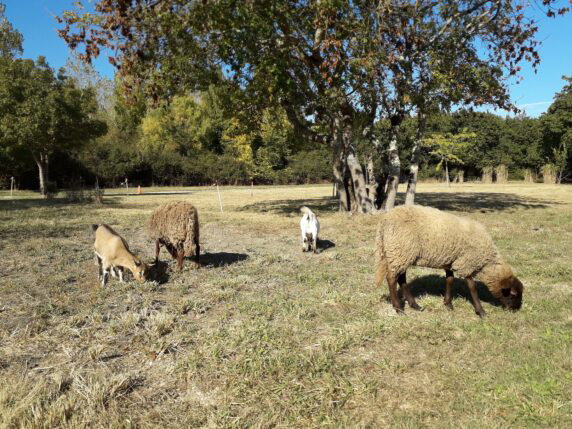 Camping Le Transat - photo 8