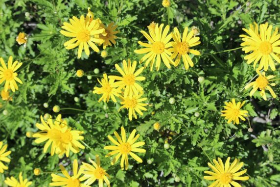 Flower Camping Le Dolium - photo 12