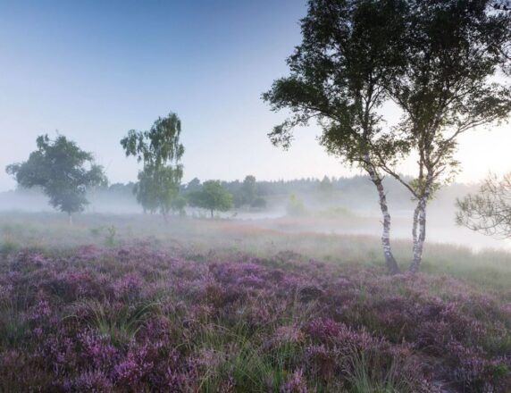 Glamping Limburg – Tipi tent – Camping De Witte Vennen - photo 19