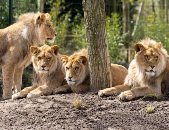 Glamping Limburg – Tipi tent – Camping De Witte Vennen - photo 21