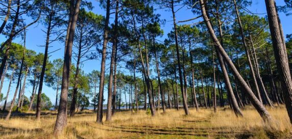 Les Clos De Gascogne - photo 3