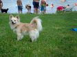 Camping Sonnenland meer met hond op het grasveld en mensen in het water