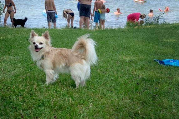 Camping Sonnenland meer met hond op het grasveld en mensen in het water