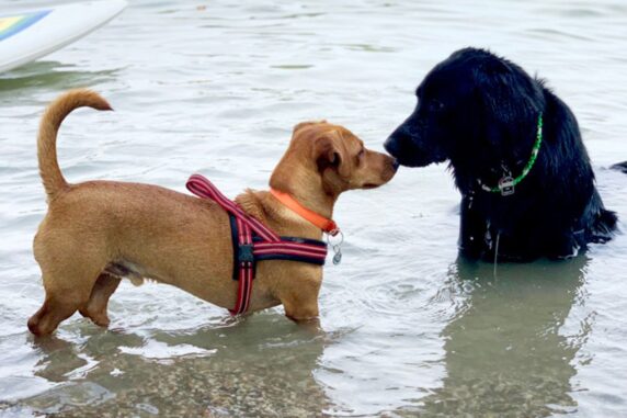 Camping Sonnenland honden in het meer