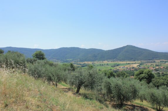 Burciano di Sotto - photo 7