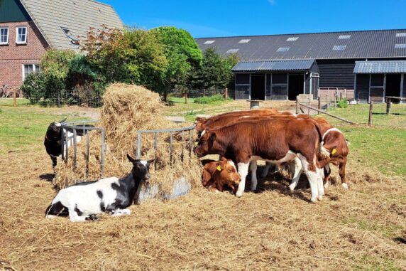 Boerderijcamping Noorderwaard-Texel - photo 9