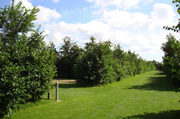 Holiday Park De Koorn-aar - photo 5