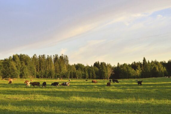 Camping d&#8217;n Aanloop - photo 1