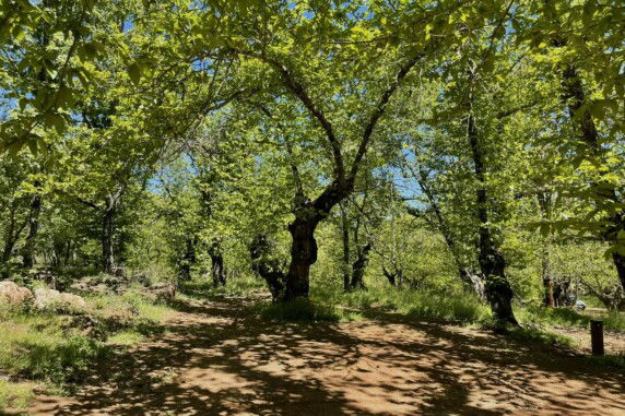 Camping el Madroñal - photo 3