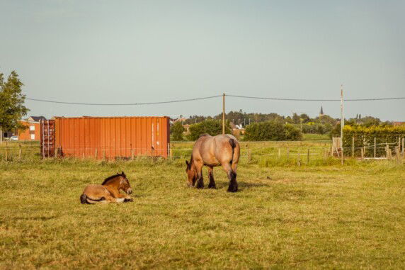 Minicamping &#8217;t Veld - photo 14