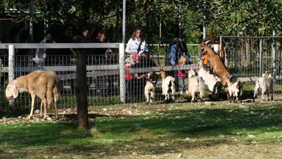 Agricampeggio Gelindo dei Magredi - photo 13