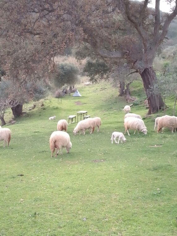 Mattagiana Nature Retreat - photo 6