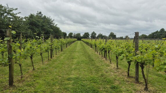 Camping Wijndomein Erve Wisselink - photo 18