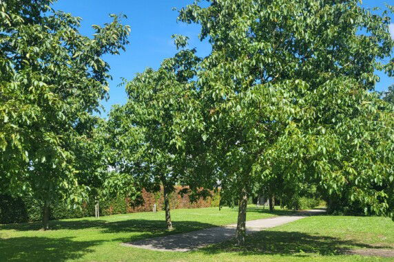Camping Wijndomein Erve Wisselink - photo 17