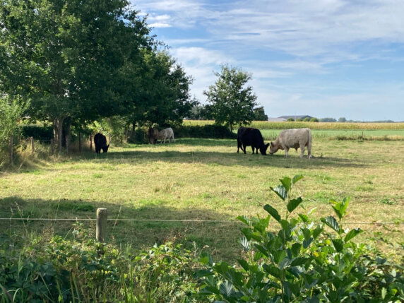 Natuurcamping in Den Hout - photo 11