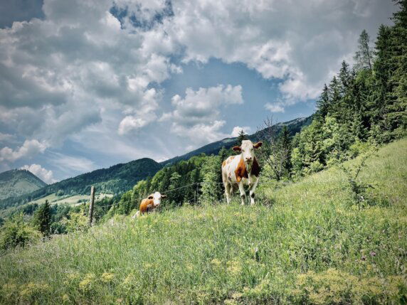 Natuurcamping in Palfau - photo 15