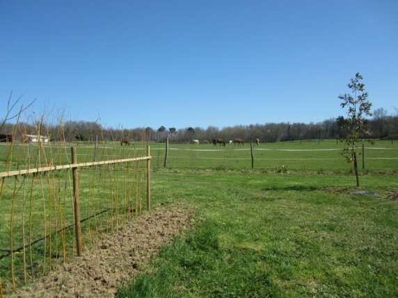 Camping L&rsquo;Oseraie les Philiberts - photo 4