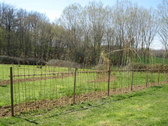 Camping L&rsquo;Oseraie les Philiberts - photo 5