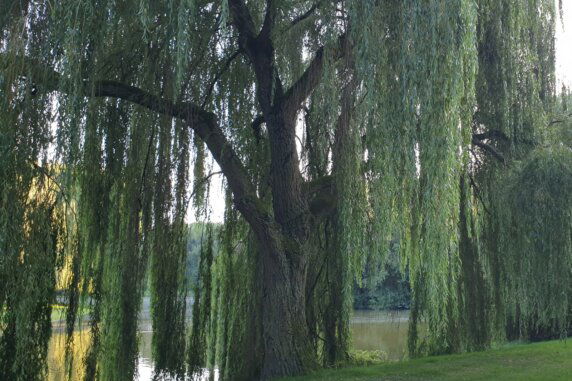 Camping Het Groene Hart - photo 12