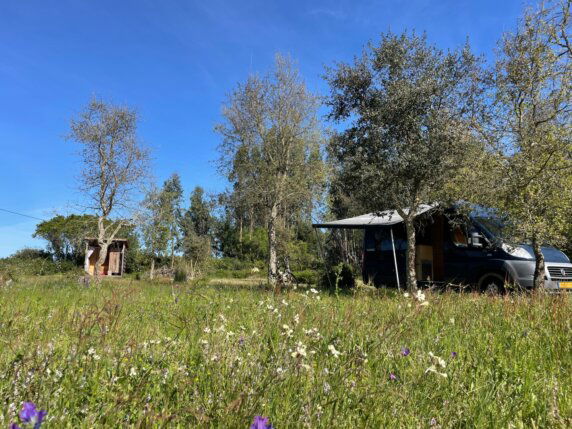 Flor do Brejo - photo 1