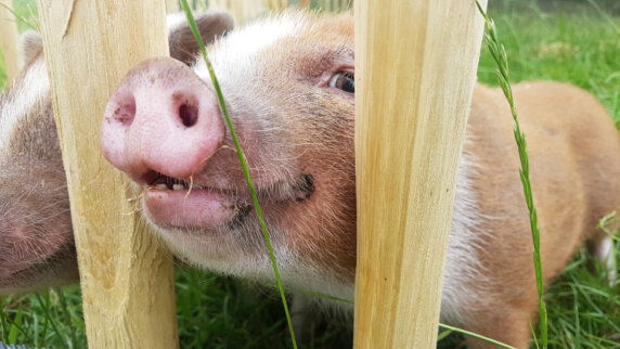 Minicamping in Boxtel - photo 14