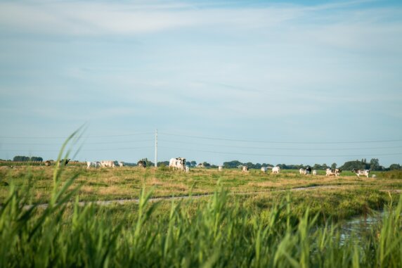 Natuurcamping in Leiderdorp - photo 13