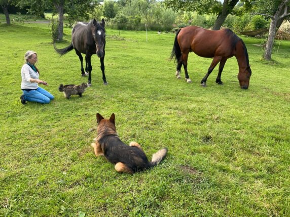 Natuurcamping in Les Cresnays - photo 15