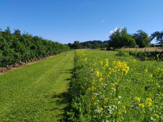 Natuurcamping in Ravensburg - photo 7